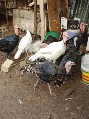 Turkeys and Goats