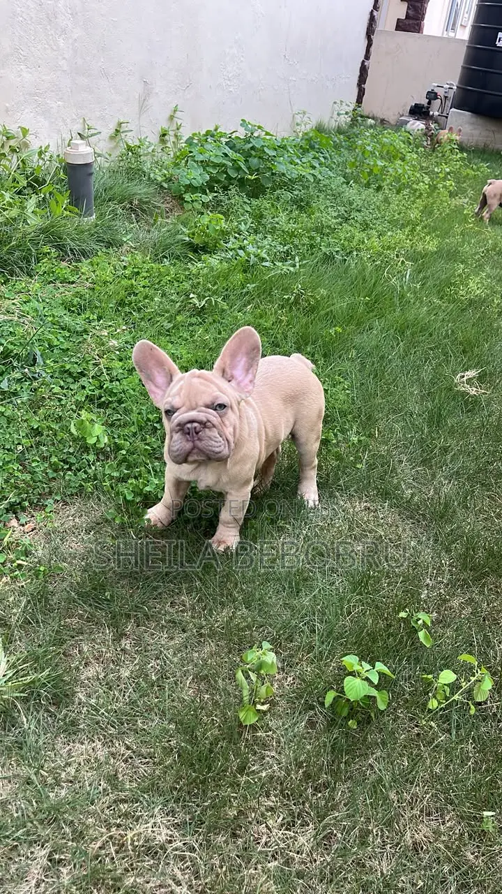 3-6 months Female Purebred French Bulldog