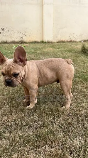 3-6 months Female Purebred French Bulldog