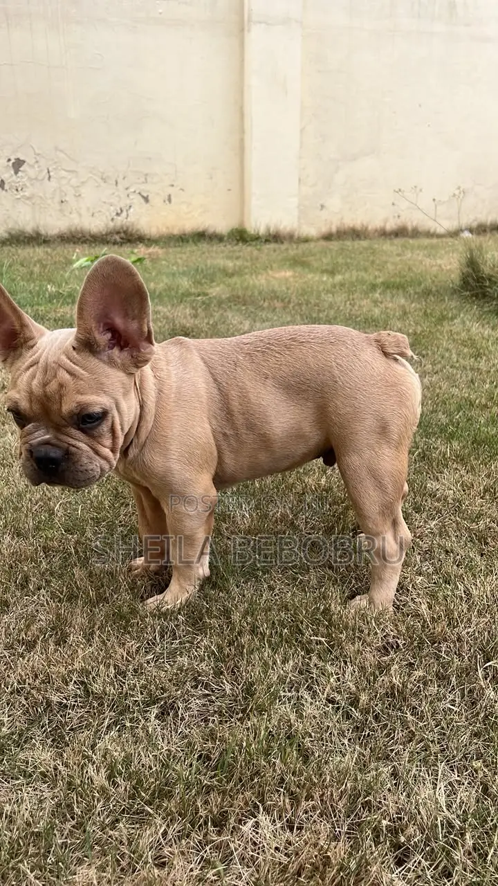 3-6 months Female Purebred French Bulldog