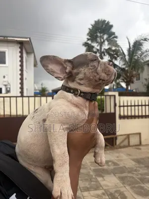 3-6 months Female Purebred French Bulldog