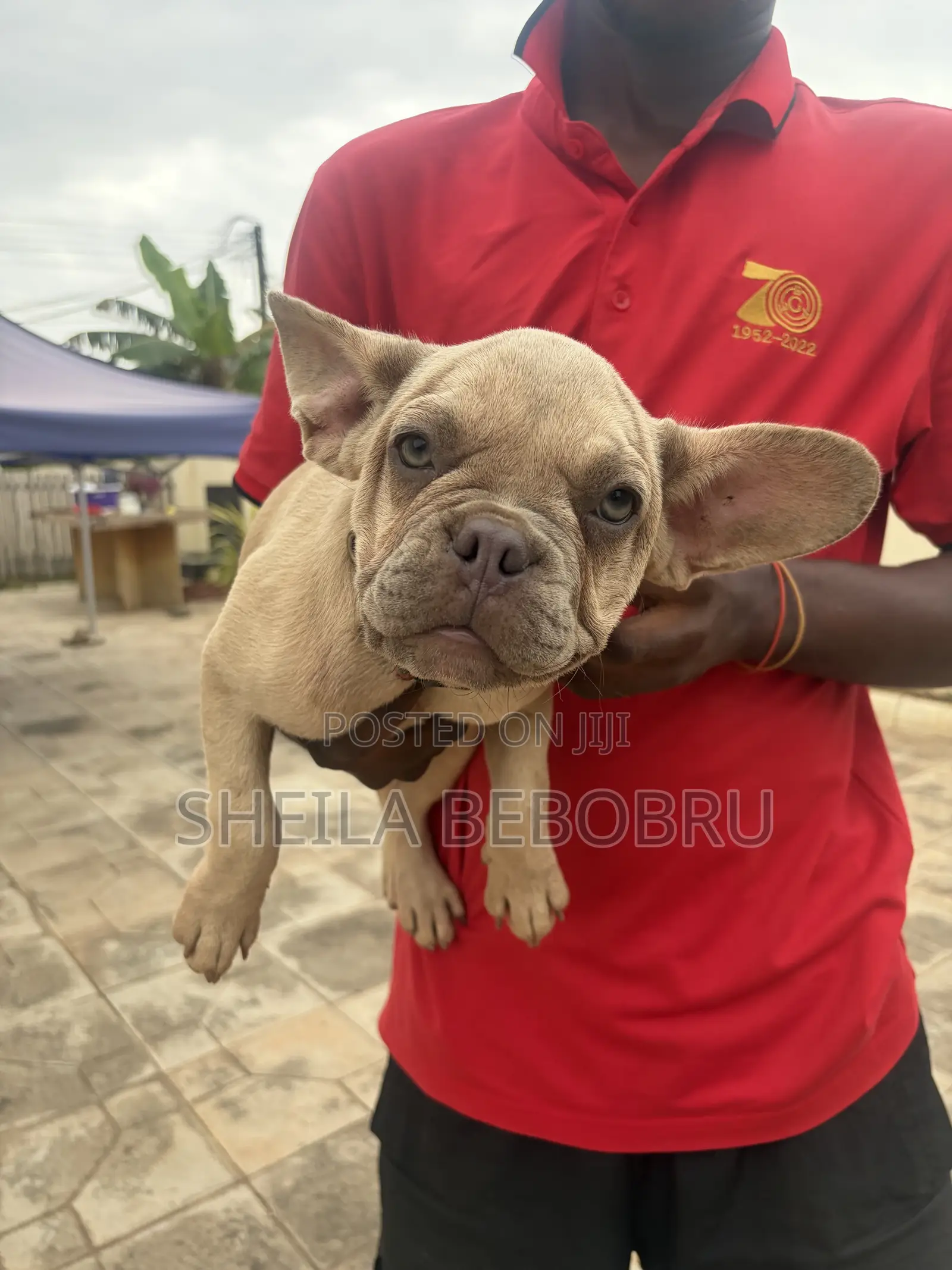 3-6 months Female Purebred French Bulldog