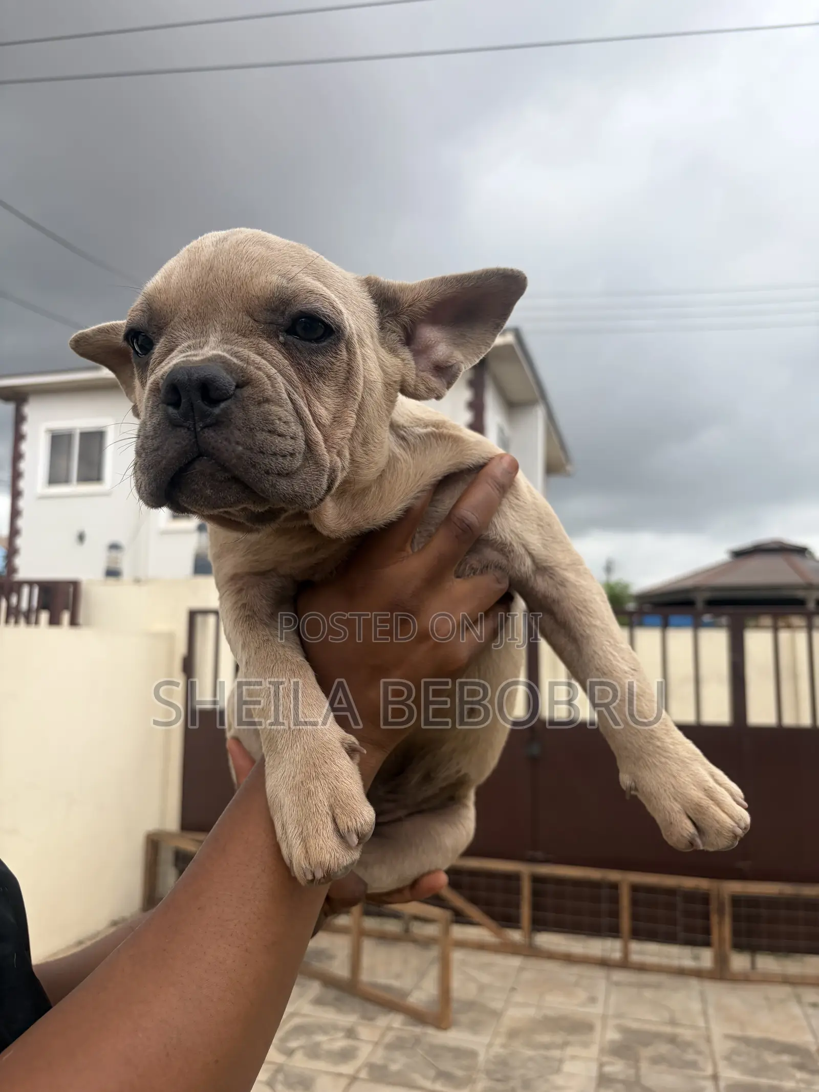 3-6 months Female Purebred French Bulldog