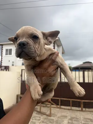 3-6 months Female Purebred French Bulldog