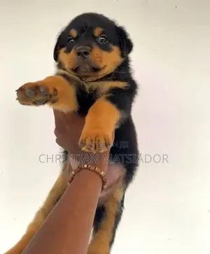 3-6 months Female Purebred Rottweiler