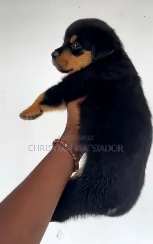 3-6 months Female Purebred Rottweiler