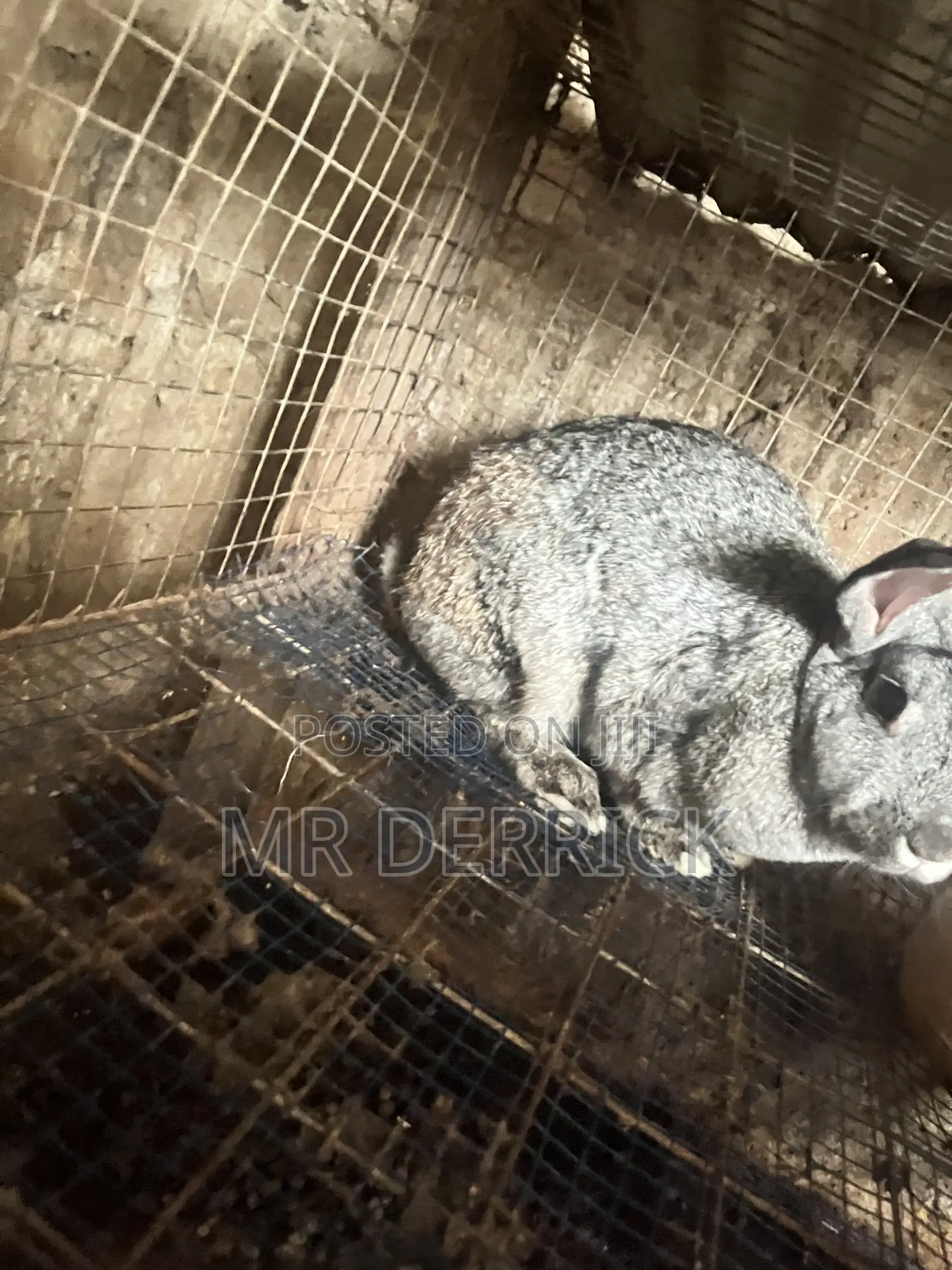 Female Rabbits