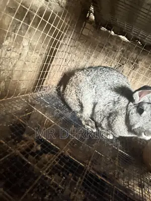 Female Rabbits