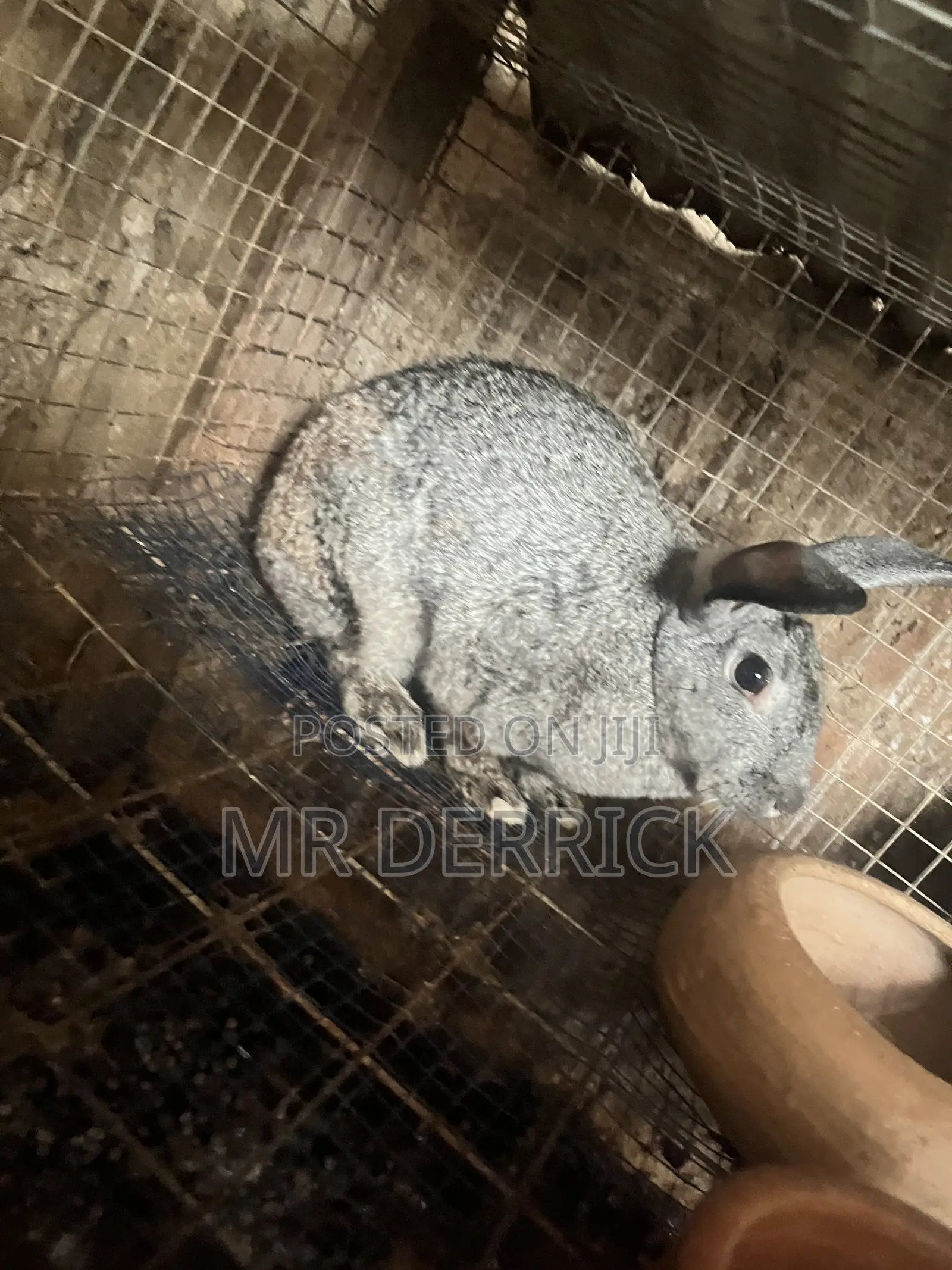Female Rabbits