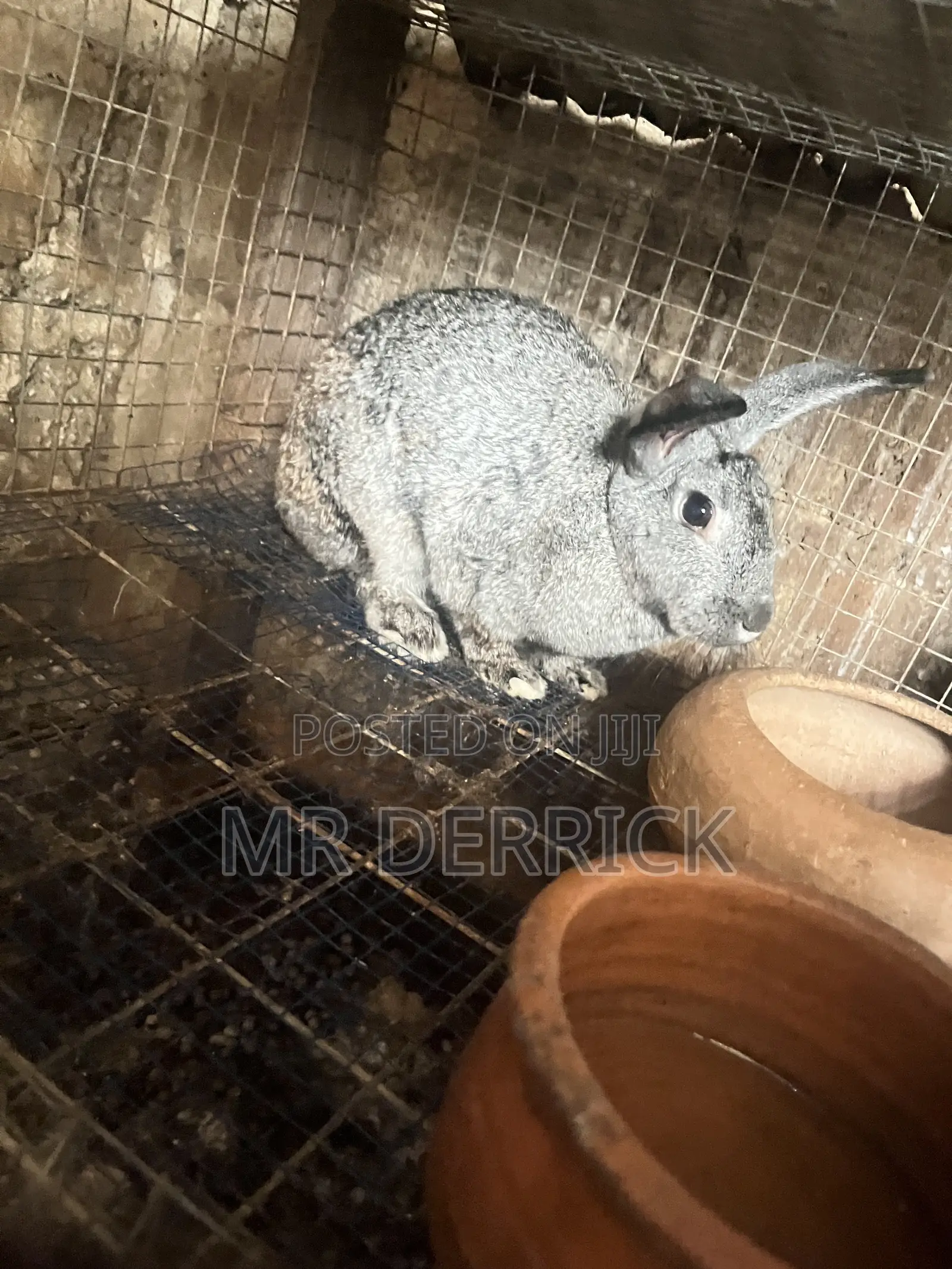 Female Rabbits