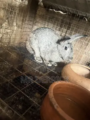 Female Rabbits