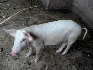 Good and Fresh Pigs