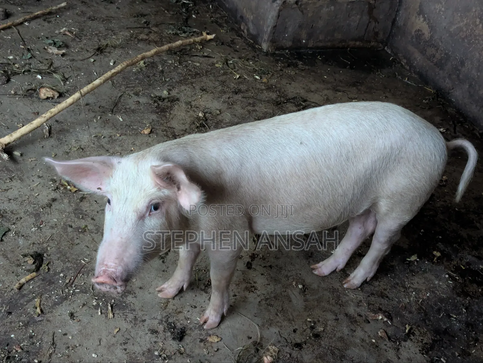 Good and Fresh Pigs