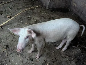 Good and Fresh Pigs