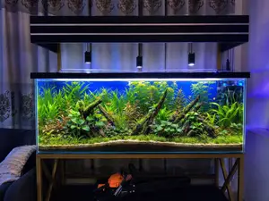 Premium Planted Freshwater Aquarium