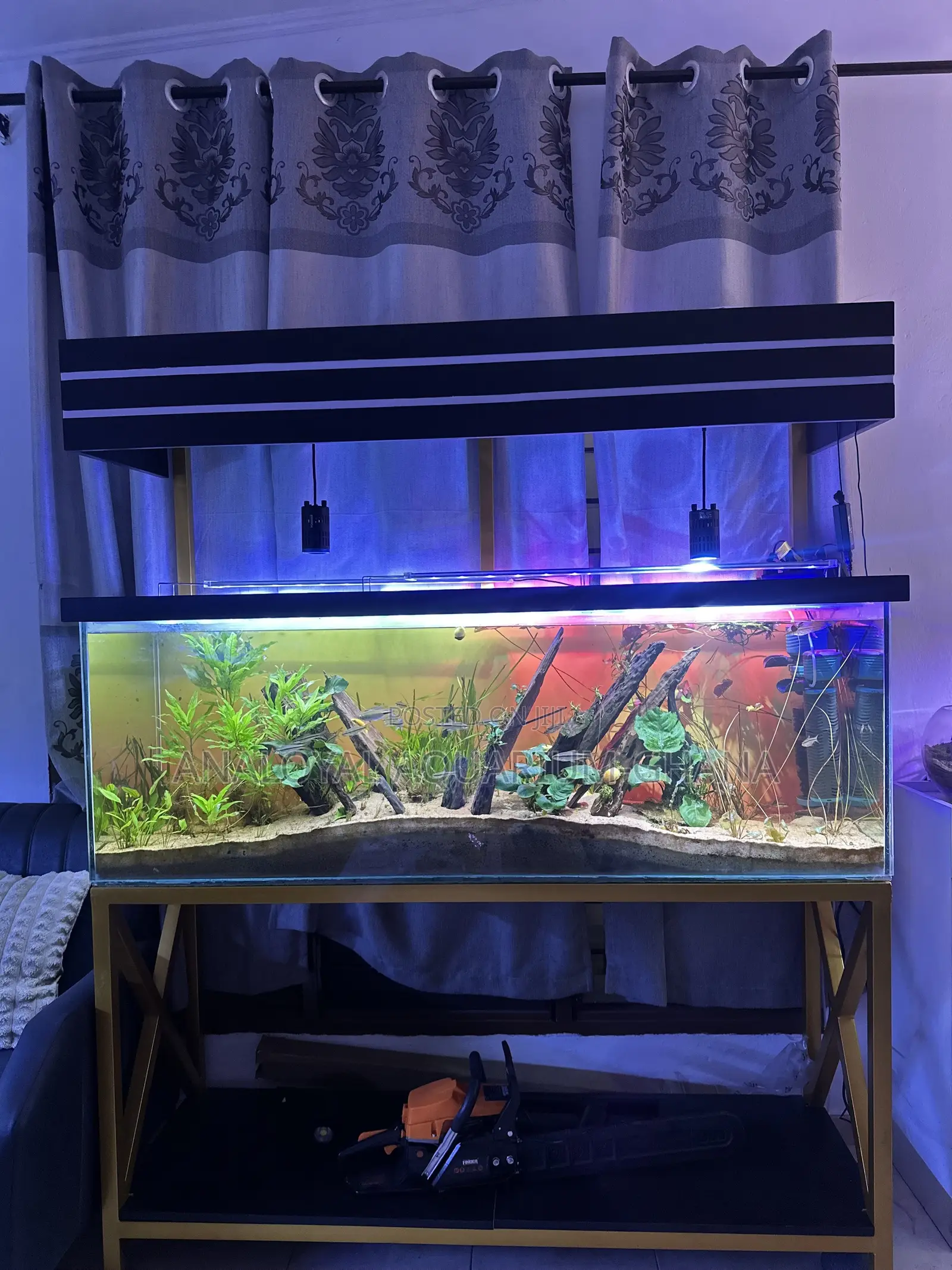 Premium Planted Freshwater Aquarium