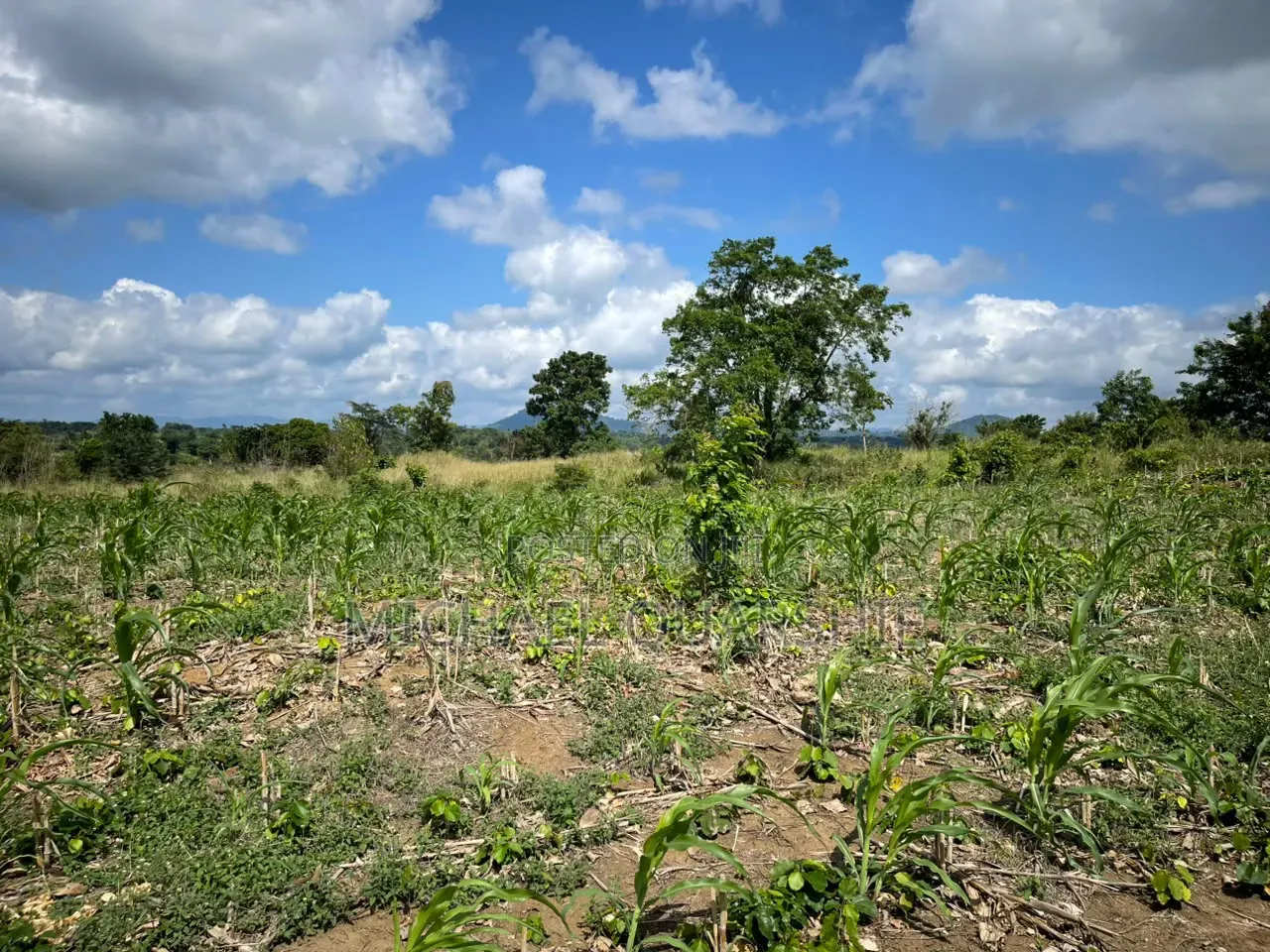 Land for Sale at Asuboi Off the Suhum Road Per Plot