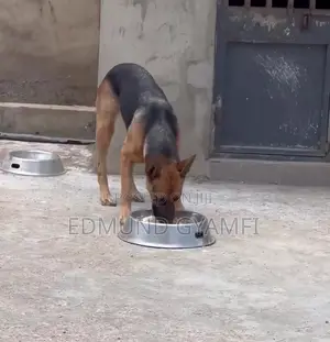 1+ year Female Purebred German Shepherd