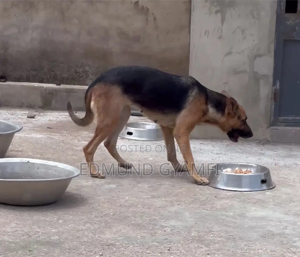 1+ year Female Purebred German Shepherd