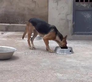 1+ year Female Purebred German Shepherd