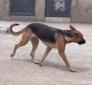 1+ year Female Purebred German Shepherd