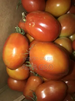 Tomatoes(1 Carton)
