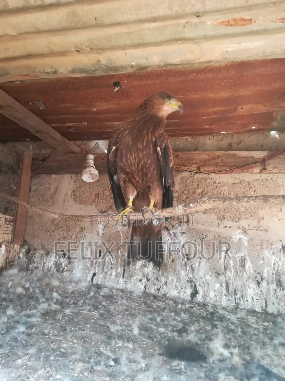 Bird Hawks