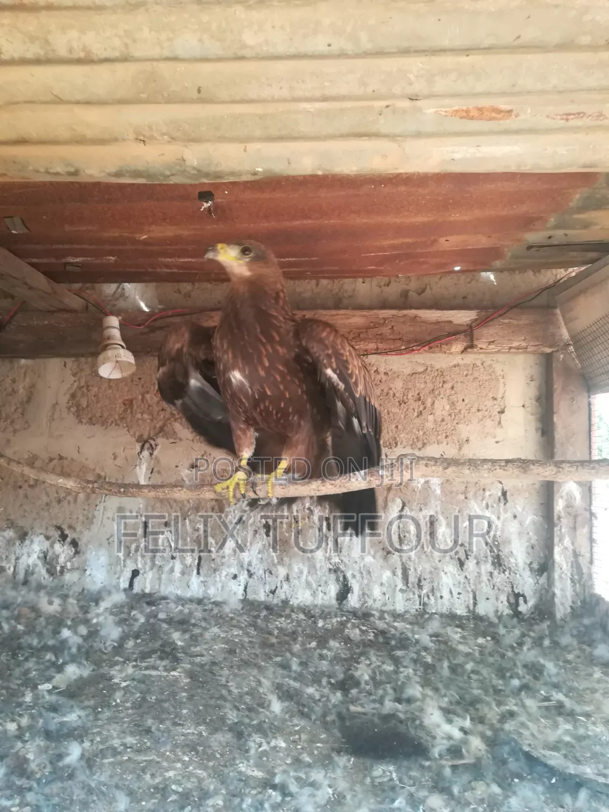 Bird Hawks