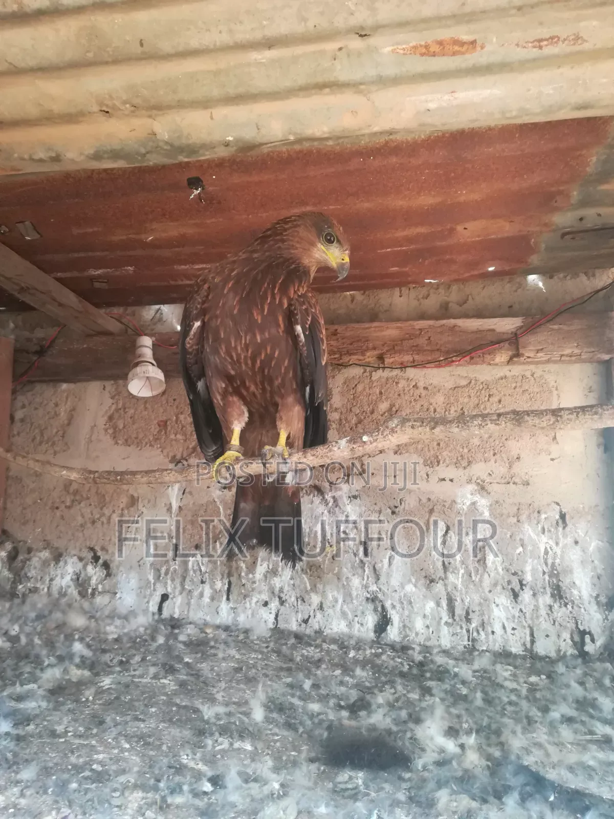 Bird Hawks