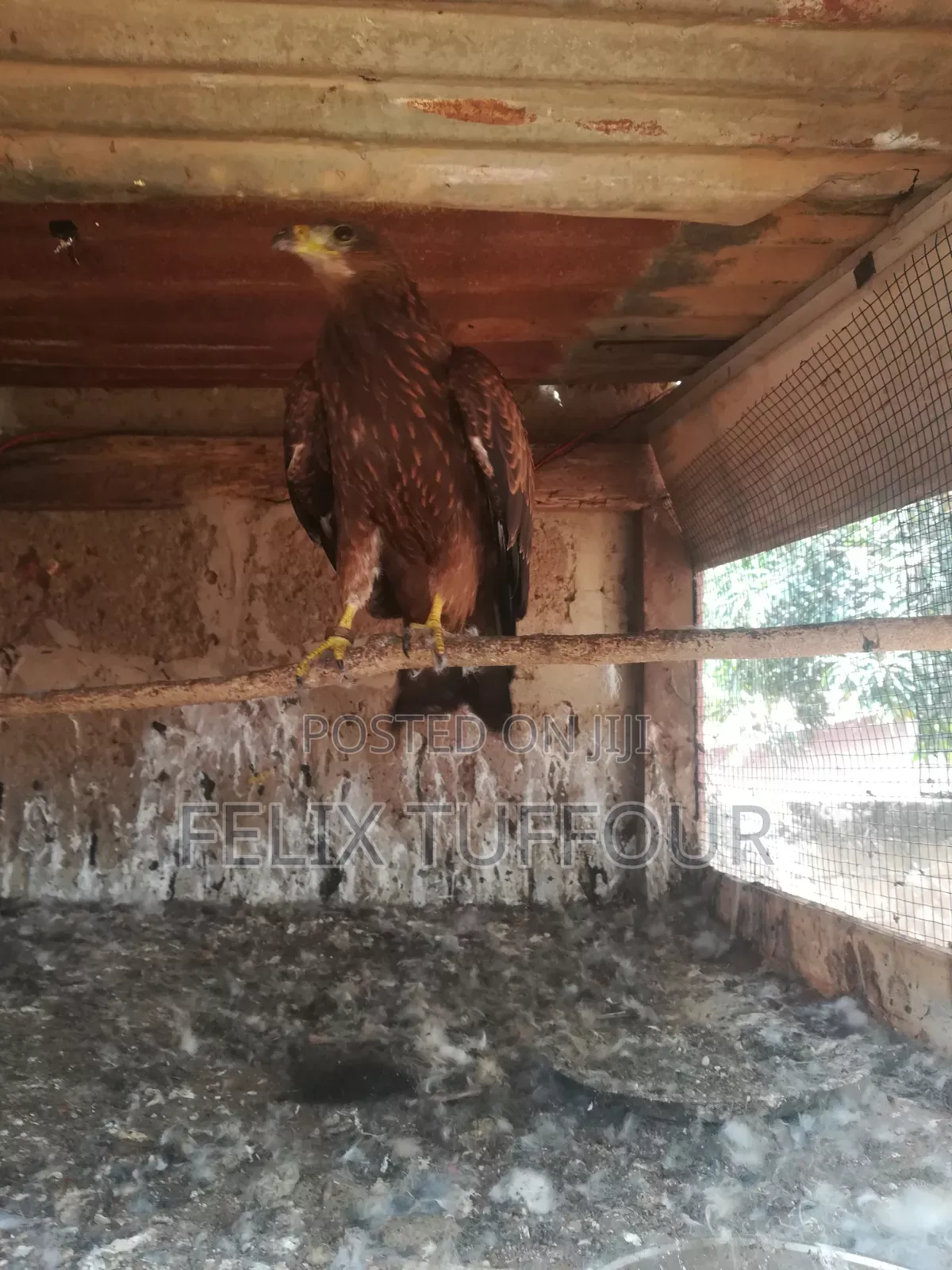 Bird Hawks
