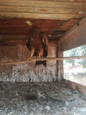Bird Hawks