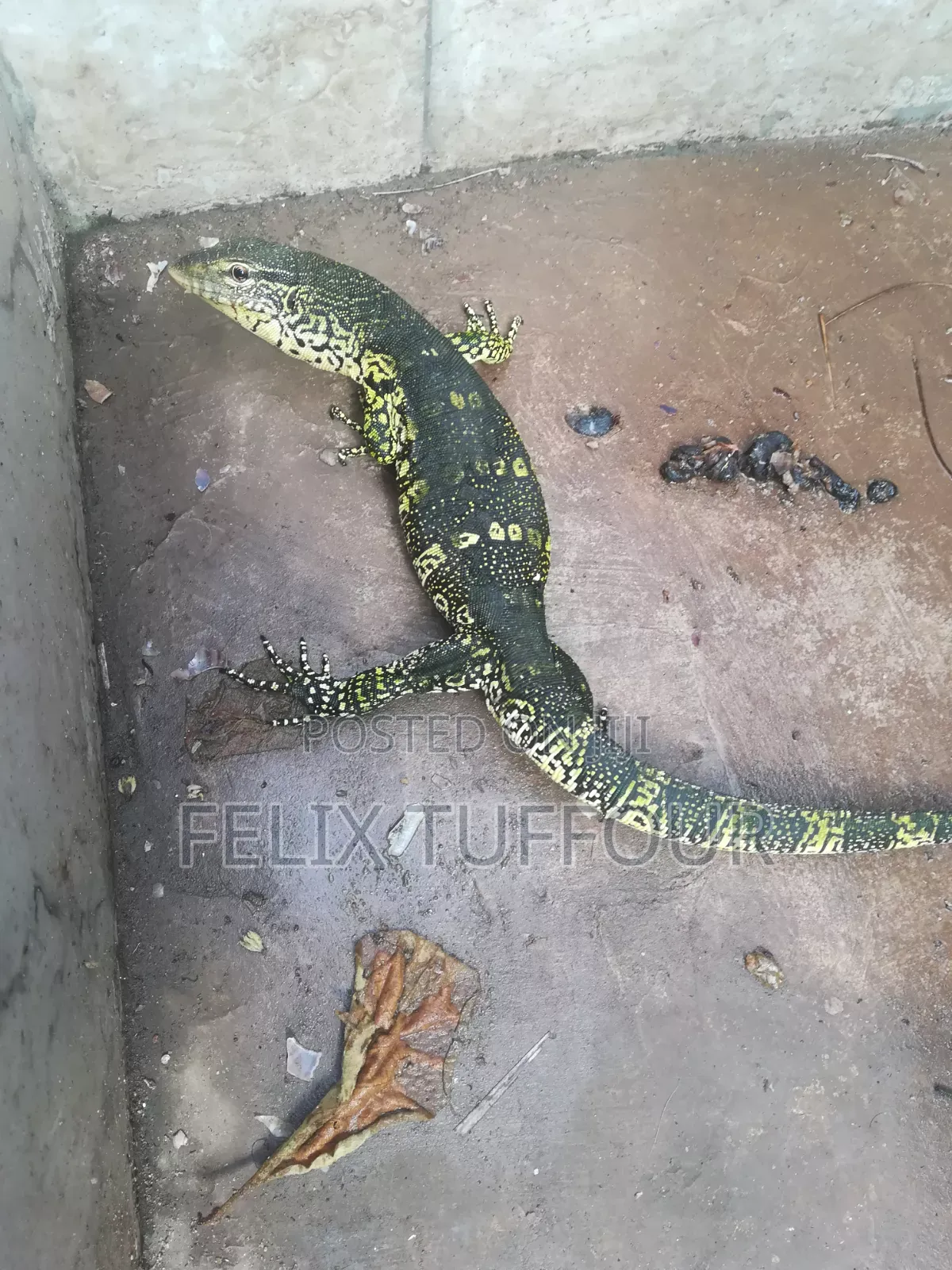 Monitor Lizard