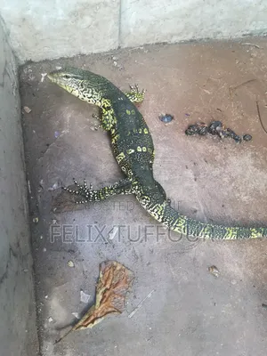Monitor Lizard
