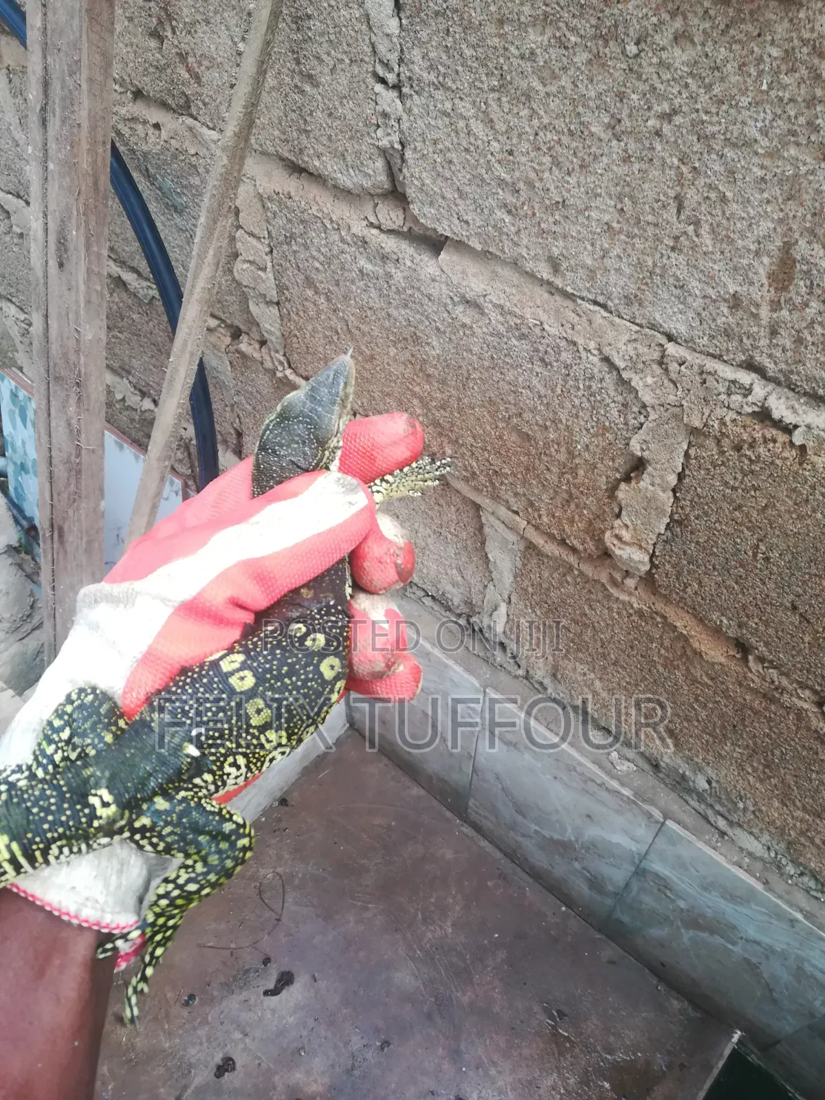 Monitor Lizard