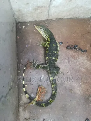 Monitor Lizard