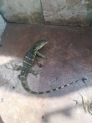 Monitor Lizard