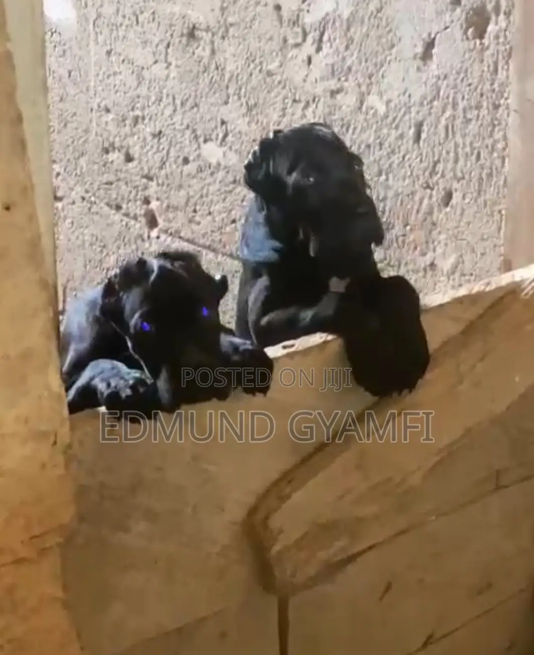 1-3 months Female Purebred Cane Corso