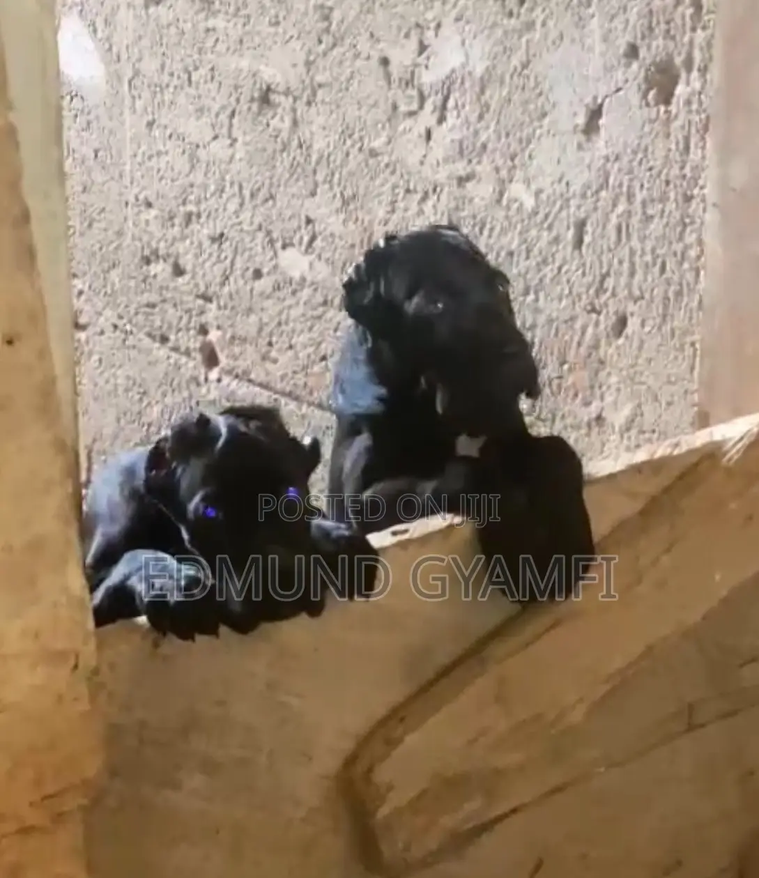 1-3 months Female Purebred Cane Corso