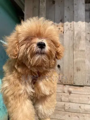 1-3 months Male Purebred Poodle