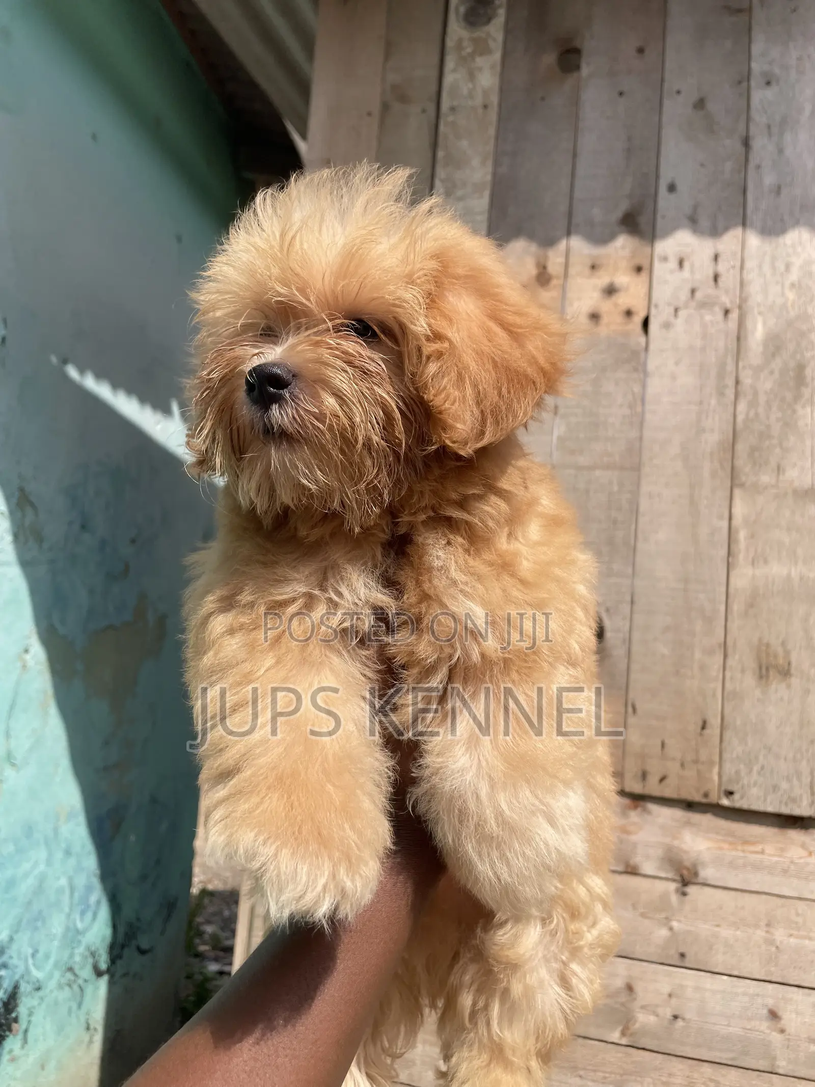 1-3 months Male Purebred Poodle