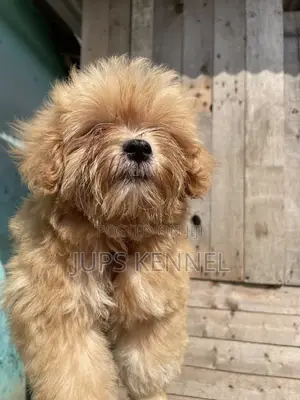 1-3 months Male Purebred Poodle