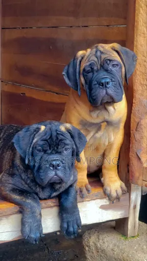 1-3 months Female Purebred Bullmastiff