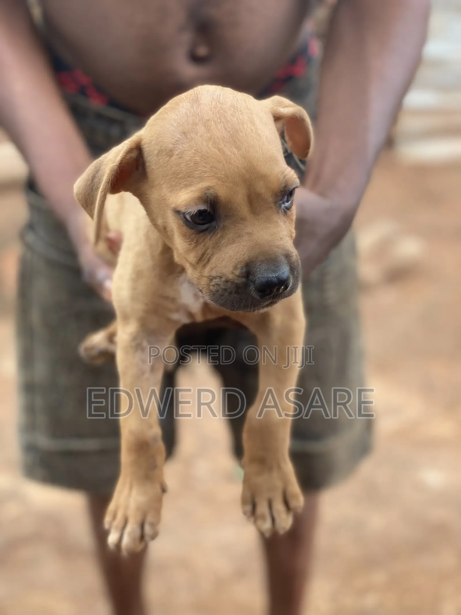 1-3 months Male Purebred Boerboel