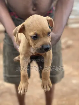 1-3 months Male Purebred Boerboel