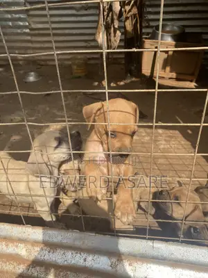 1-3 months Male Purebred Boerboel