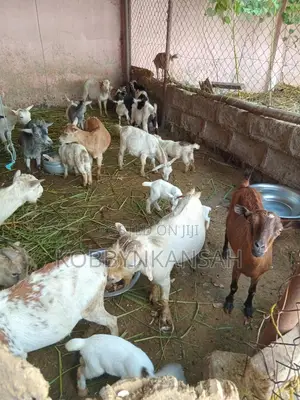 Healthy Male and Female Goats for Sale.
