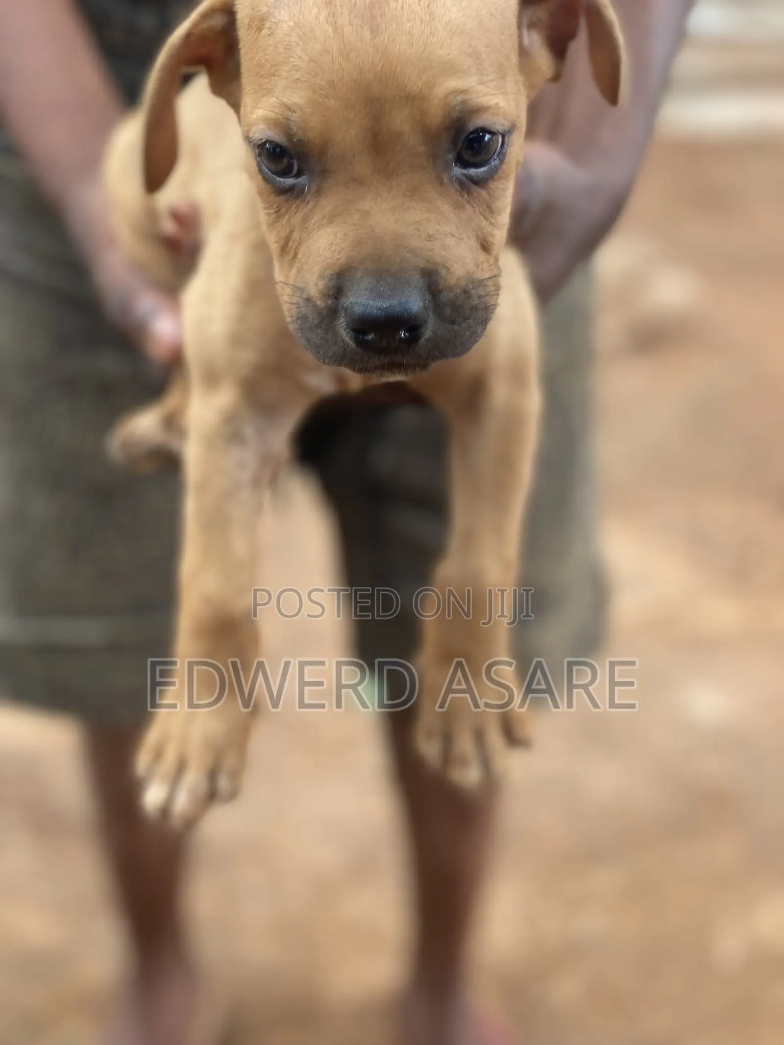 1-3 months Male Purebred Boerboel