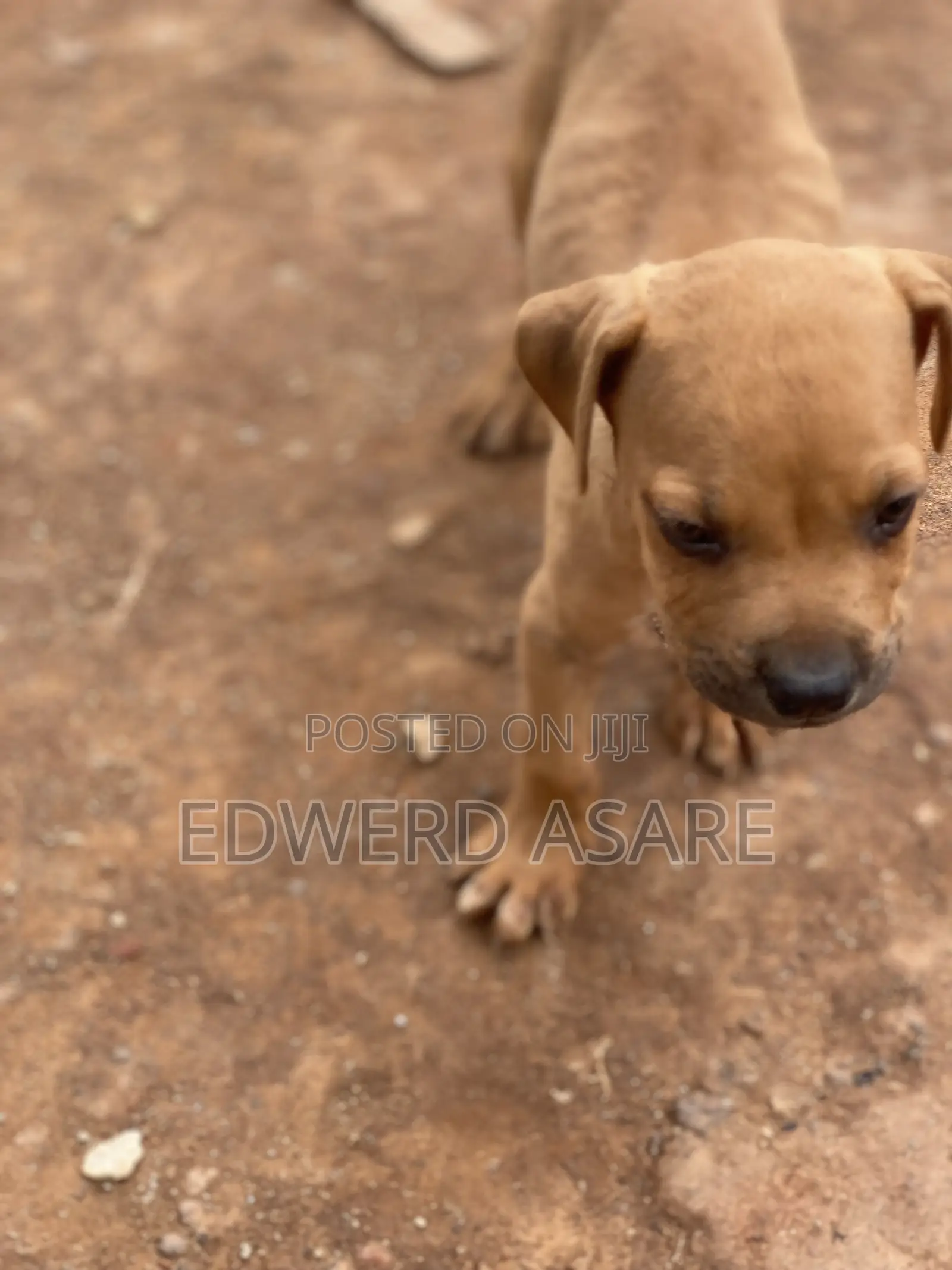 1-3 months Male Purebred Boerboel