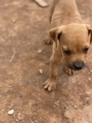 1-3 months Male Purebred Boerboel