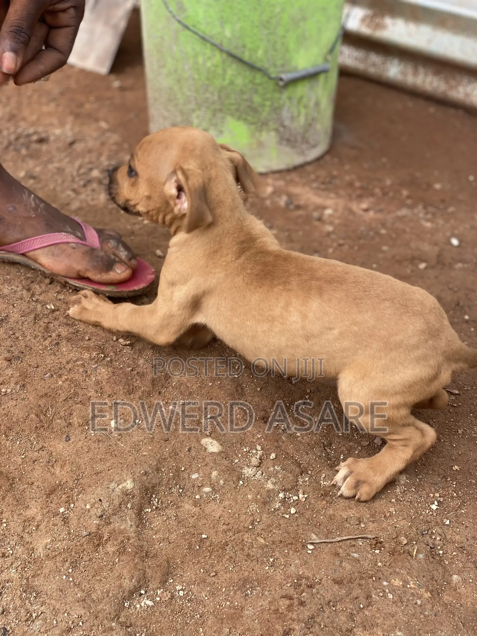 1-3 months Male Purebred Boerboel